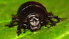 Waldmistkäfer (2).jpg